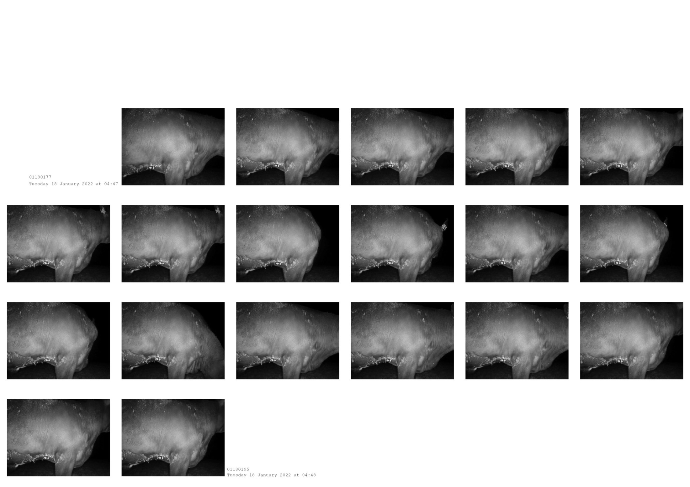 Site background image
